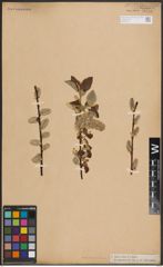 Foto von Salix caprea L.